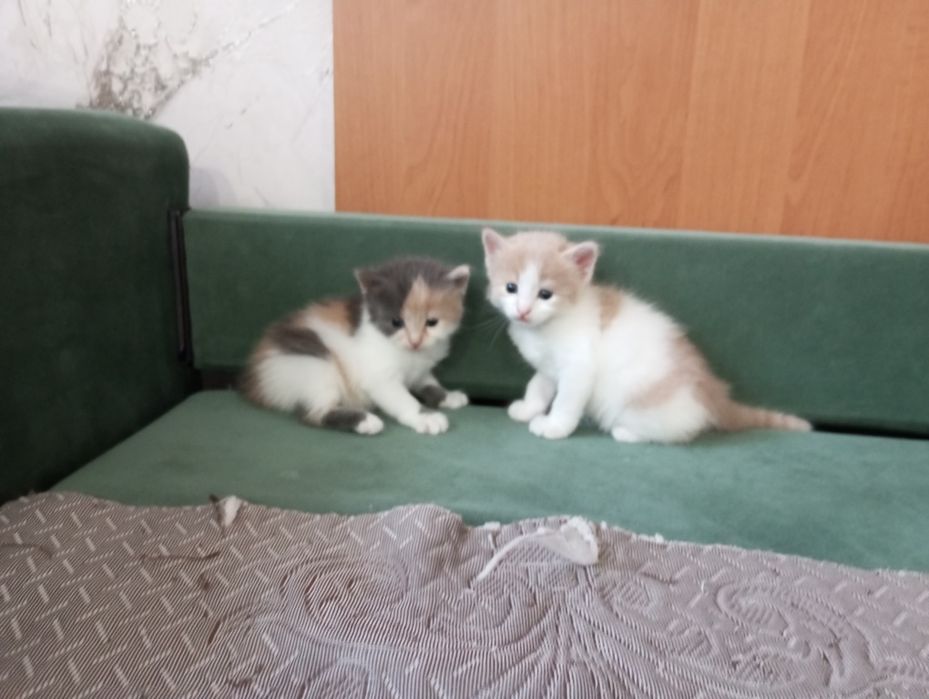 Отдам котят в добрые руки