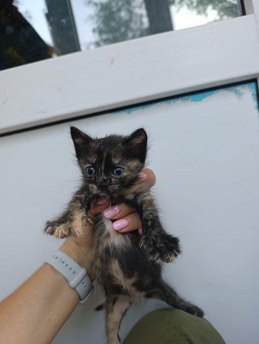 Пристраиваю котят