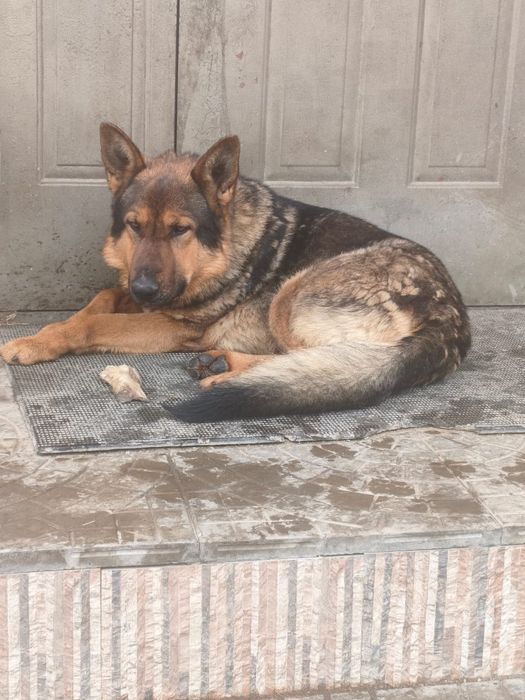 Немецкая овчарка щенята