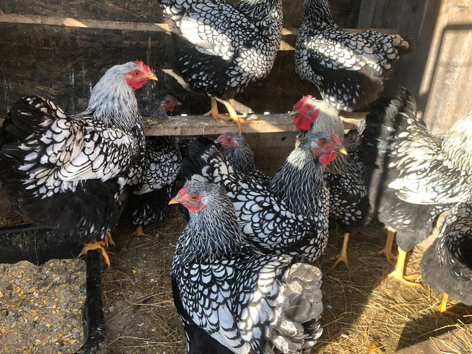 Oua incubator rase mare deosebite