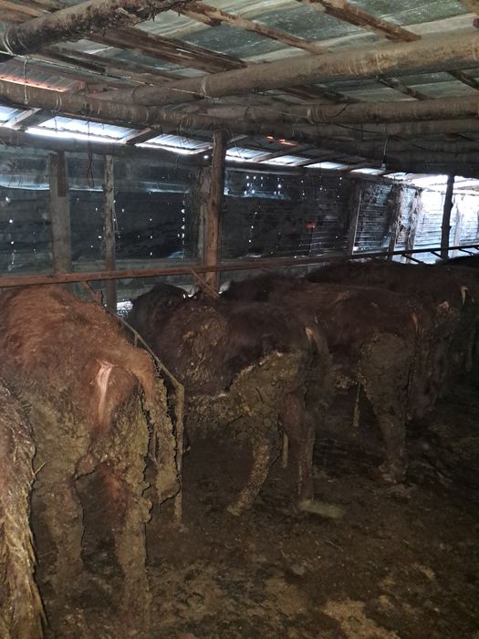 Продам телят все бычки