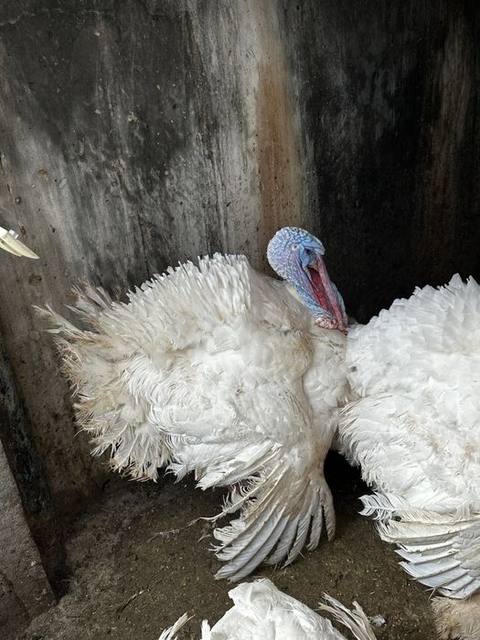 Продаются индюки Биг 6, живой вес, от 12 кг индюшки, индюки от 20 кг