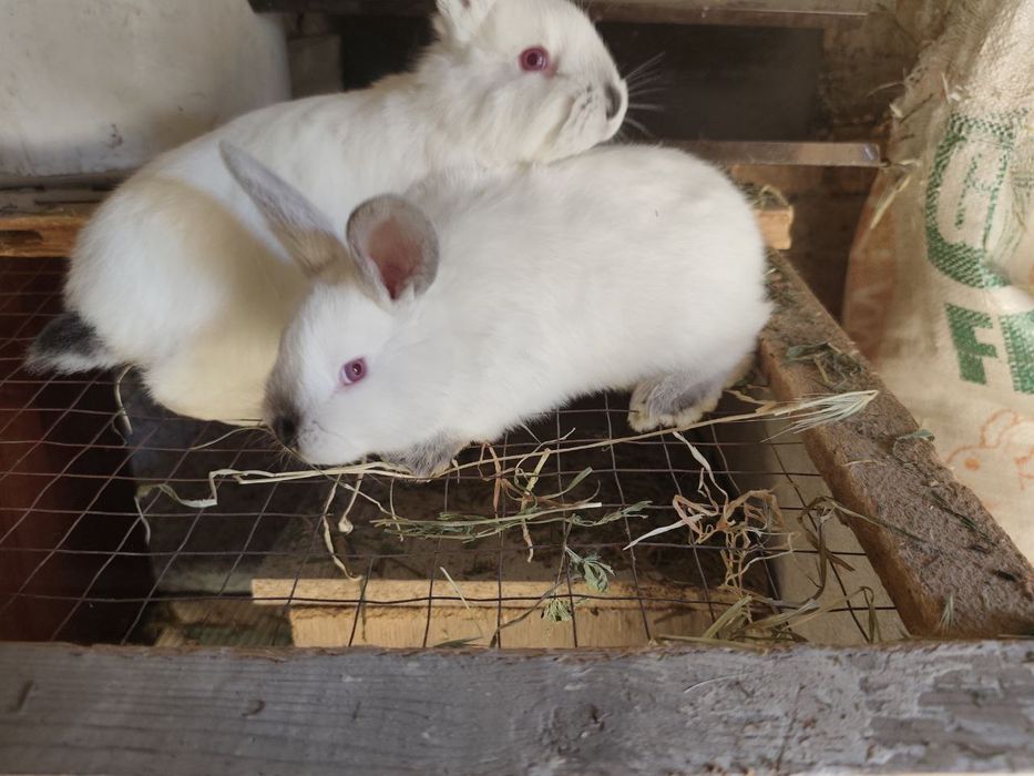Кролики 1 мес 1 КГ +