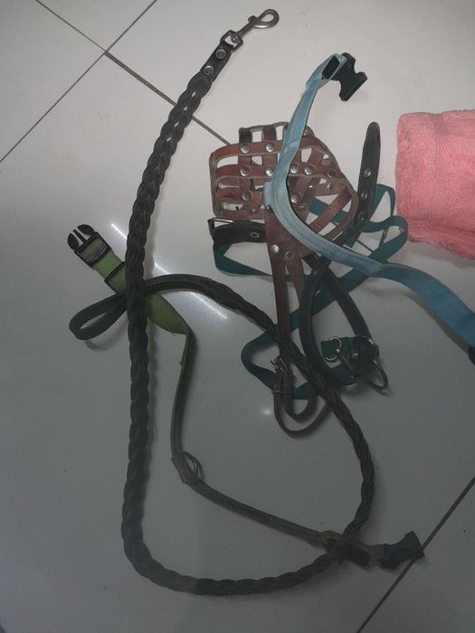 Поводок, ошейники, намордник