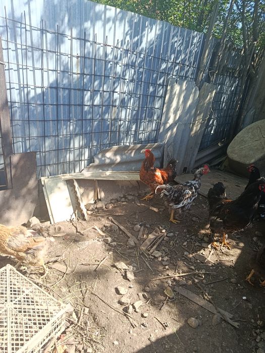 Продам молодых петухов