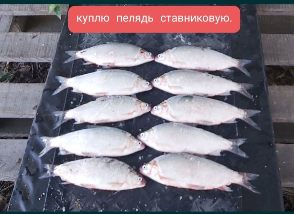 Продам пелядь.Только опт.Самовывоз.