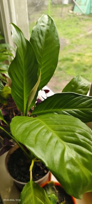 Продам цветок Женское счастье