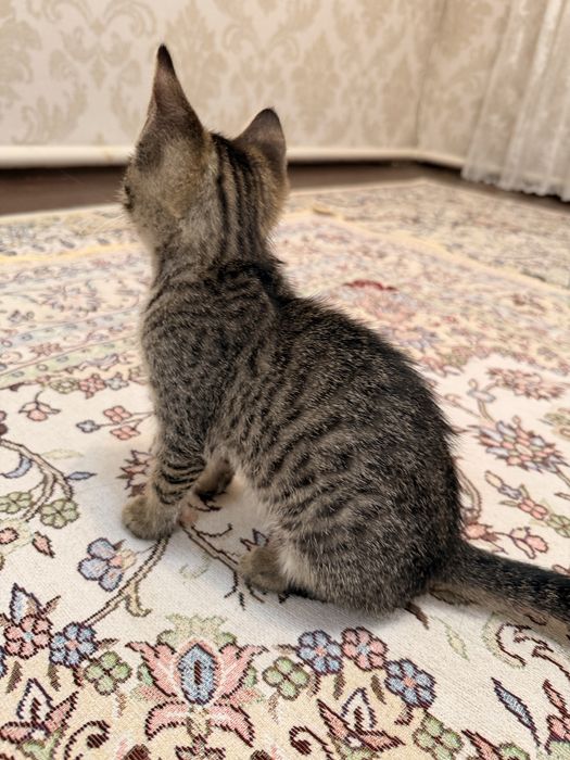 Отдадим в хорошие руки котенка