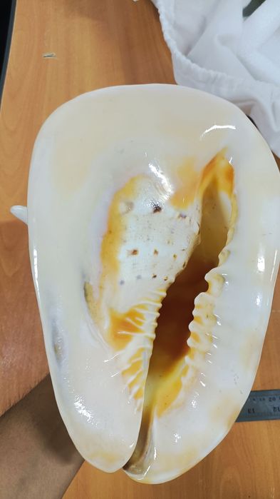 Продам Ракушку 20000