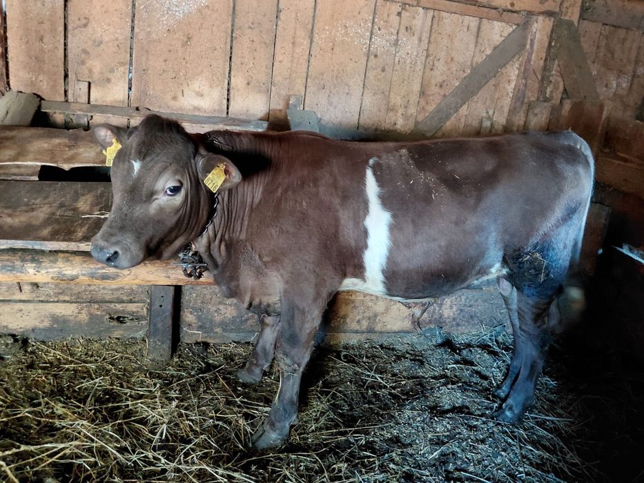 Vand vitel angus ,4 luni,pret 5500