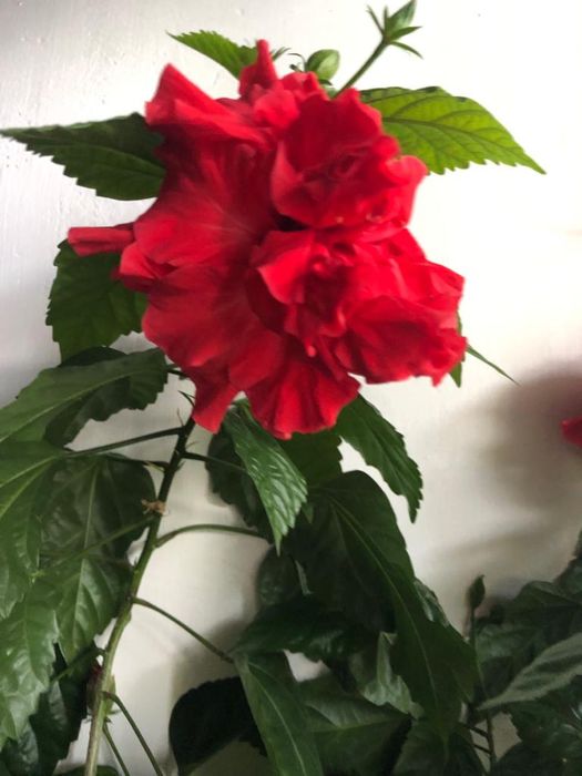 Продам цветы