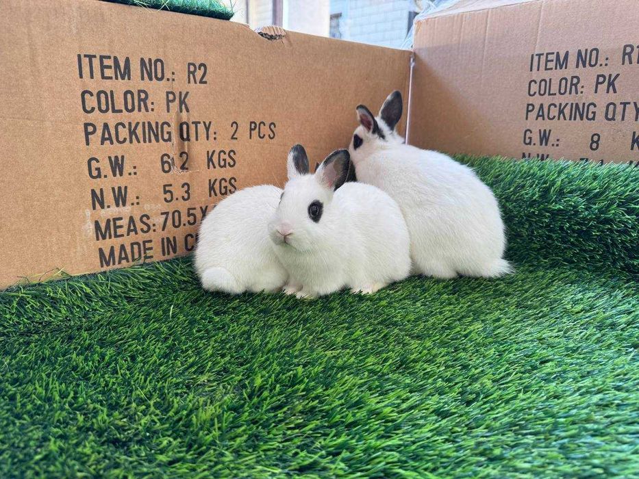 Karlik quyonlar / Карликовые кролики