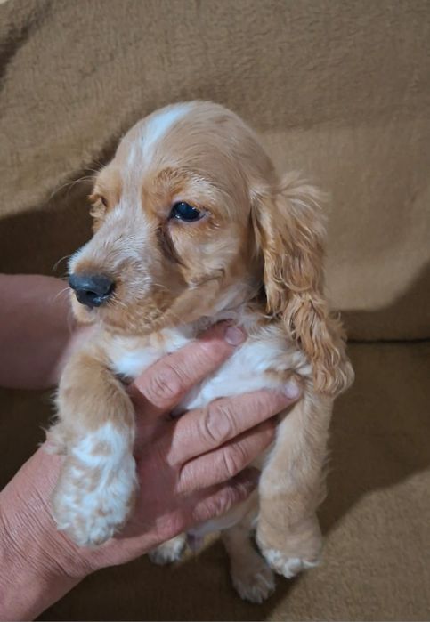 Продаются  щенки спаниеля