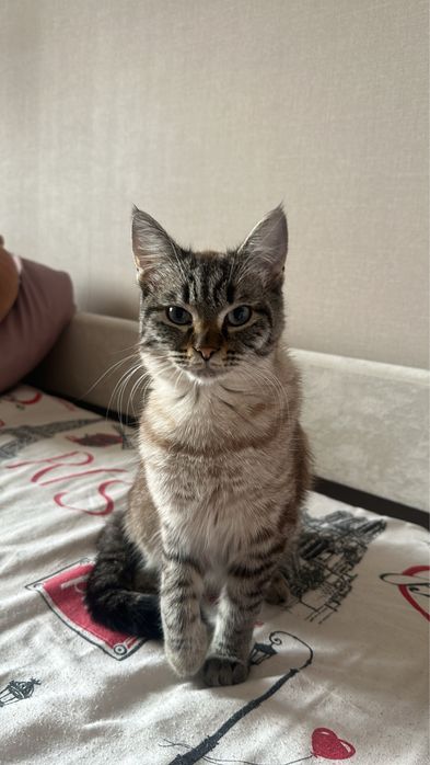кошечка ищет любящих хозяев