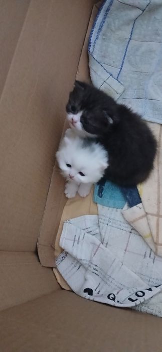 Продам котят 1 месяц