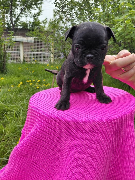 Девочка французского бульдога