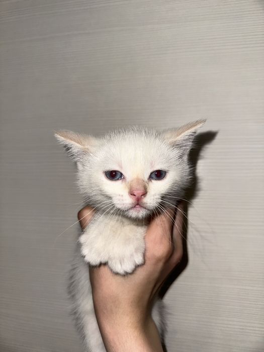 Продаются шотландские котята!