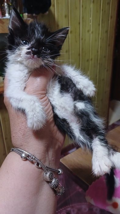 Г самарканд готовятся к продаже котята им пока 1 мес