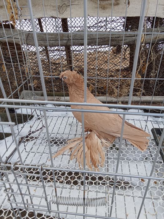 Продам голубей хороших