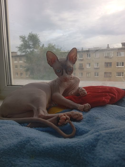 Кошечка. Канадский сфинкс.