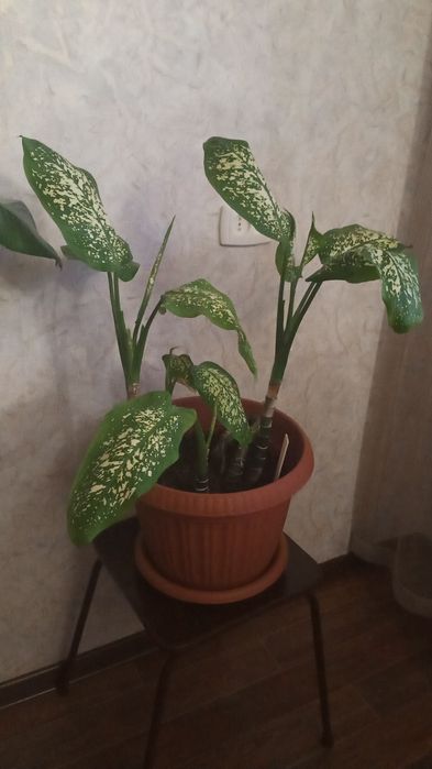 Цветы  комнатные.