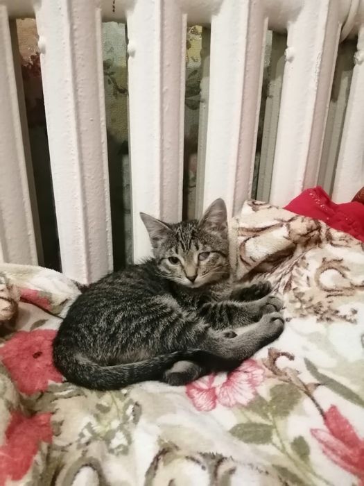 Котёнок срочно ищет дом