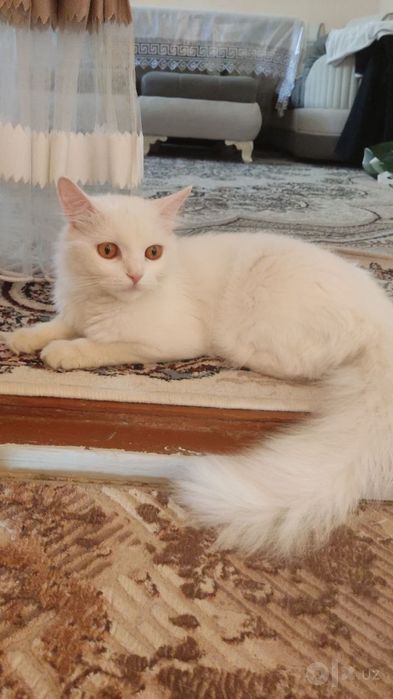 Кошки даром в добрые руки