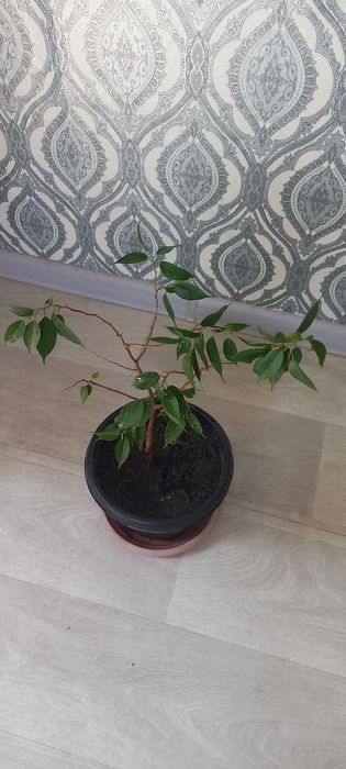 Продам цветы комнатные