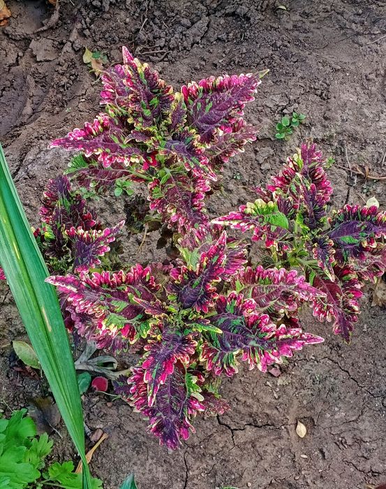 Колеус, крапивка/комнатные растения