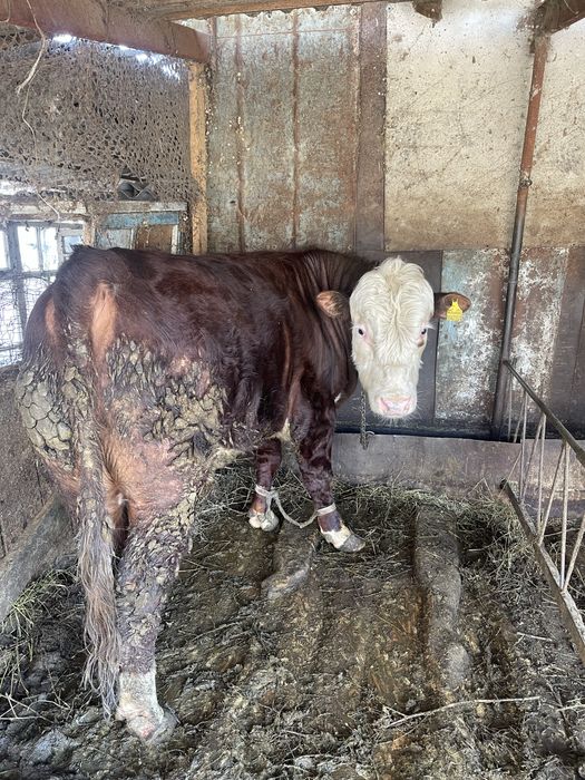 Продаю быков на мясо ,