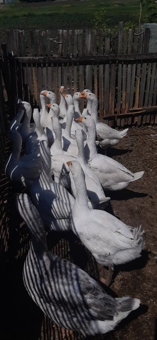 Гусей живым весом