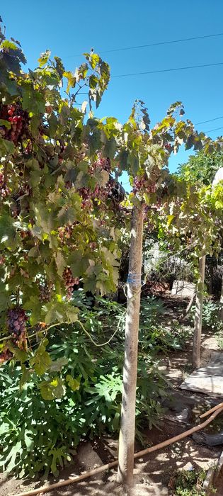 Продава се Къща в с. Крумово градище, Област Бургас - 63 кв.м за 323 €/кв.м - Снимка #6