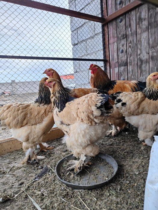 Барам тауықтарды сатамын