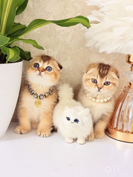 Котята чистокровные