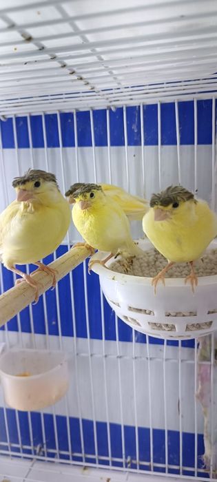 Канарейки поющие