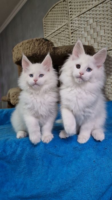 Котята  мейн-куны девочки.