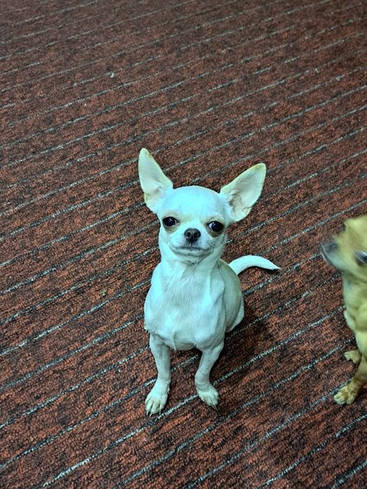 Вязка мини Чихуахуа