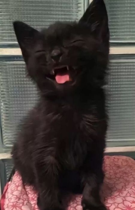 Котенок Мушукча яхши кулларга