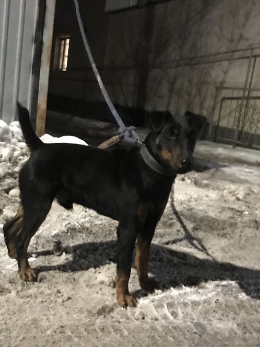 Продам ягдтерьер щенок