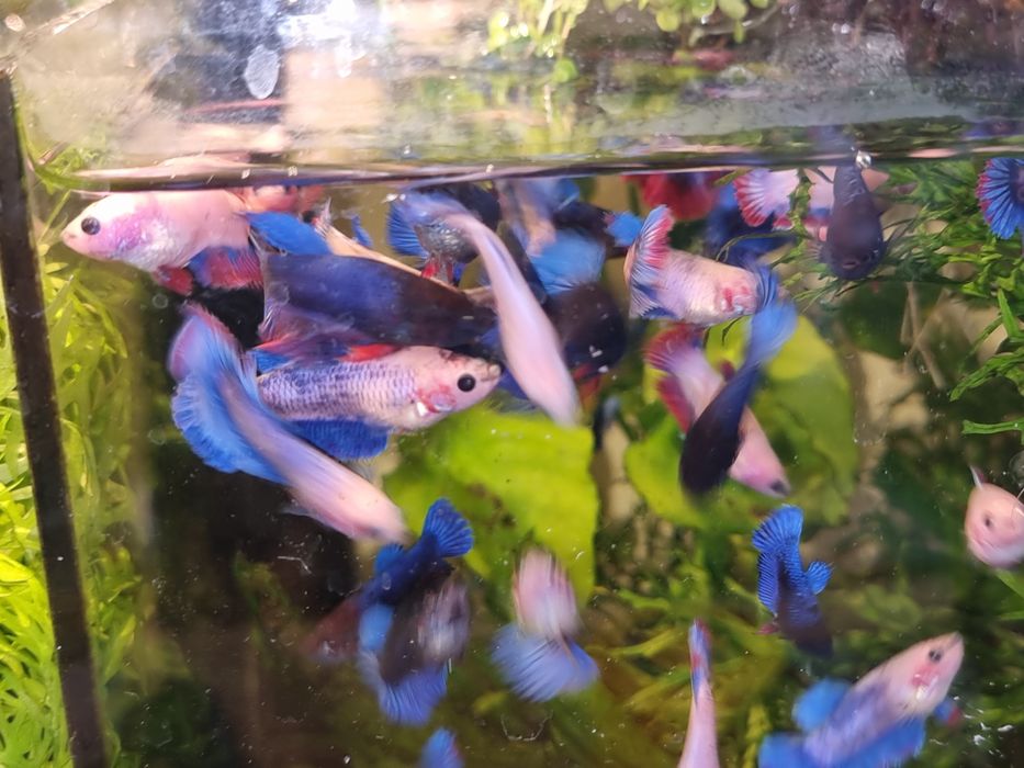 Nufar de acvariu in scoică, betta, moss