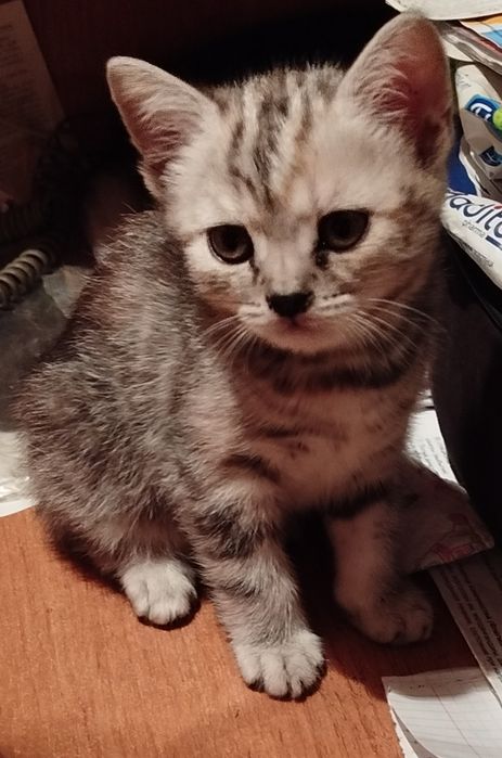 Отдам девочку в добрые руки