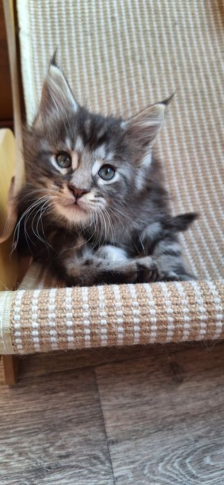 Котята  мейн-кун