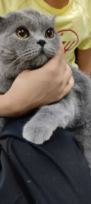 Вязка котов SOTILMIDI