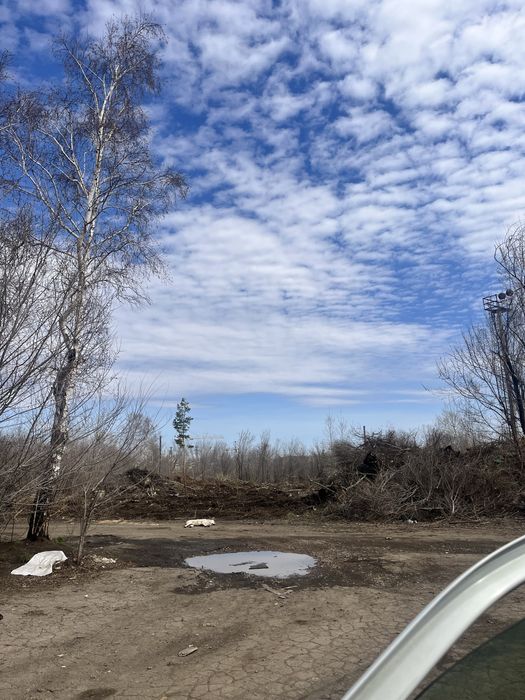 Отдам даром лес дрова в черте города