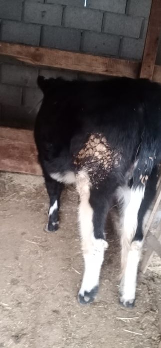 Тана сатылады ургашы