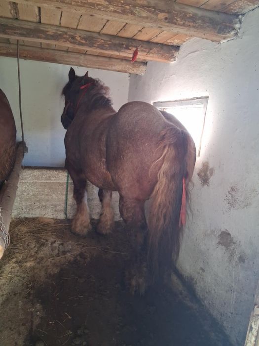 Vând armăsar deres