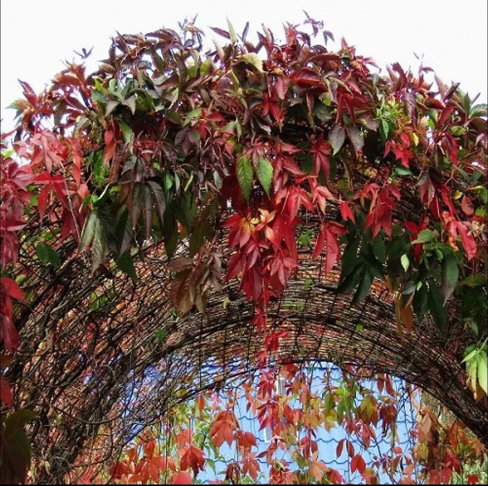 Manzarali gul Девичий виноград пятилисточковый