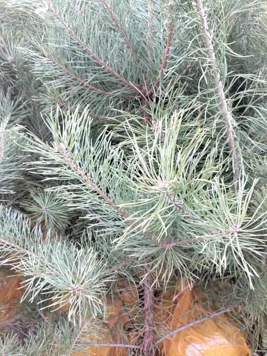 Сосна Обыкновенная