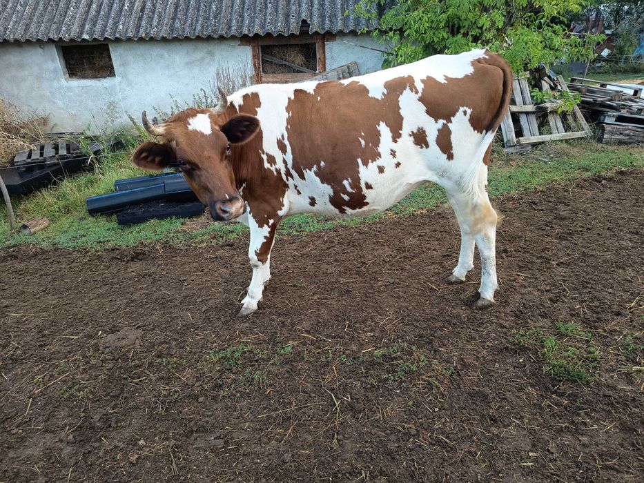Vand două junginci gestante