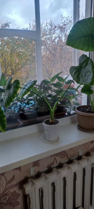 Продам комнатные растения